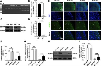 The Glucagon-Like Peptide-1 Analogue Liraglutide Reduces Seizures Susceptibility, Cognition Dysfunction and Neuronal Apoptosis in a Mouse Model of Dravet Syndrome